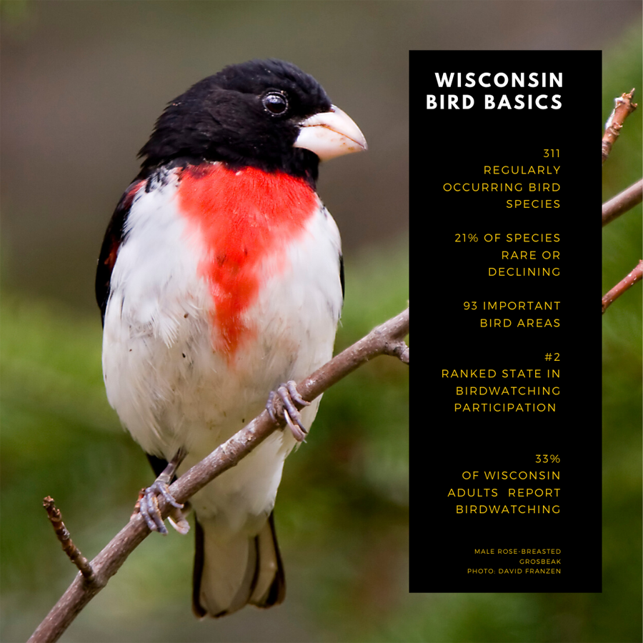 WI Birds.png